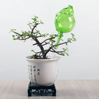 Automatic Gravity Drip Plant Waterer for Indoor/Outdoor Plants