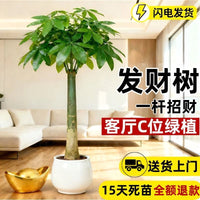 Money Tree Plant, Large Indoor/Outdoor Bonsai for Living Room & Office, Air Purifying