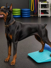 Inflatable Pet Rehabilitation Ramp for Muscle Training and Weight Transfer