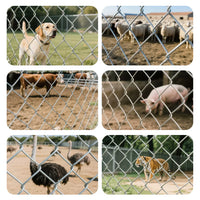 Hot-Dip Galvanized Steel Wire Mesh Fence for Garden and Poultry Enclosures