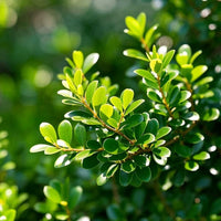 Boxwood & Flower Organic Granular Slow-Release Fertilizer, Soybean Meal Fertilizer for Boxwood Stump Bonsai