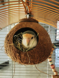 Coconut Shell Bird Nest for Parrots, Sun Conures, Cockatiels - All Seasons Bird House Sleeping Nest Cage Accessory