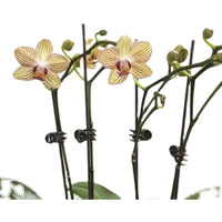 Orchid Plant Support Stakes with Clips for Climbing Vines and Flowers