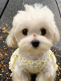 Pet Dog Cat Summer Thin Dress Vest for Small Dogs Bichon