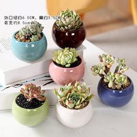 Ceramic Succulent Planter Pots with Breathable Design for Home and Garden