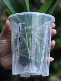 Self-Watering Orchid Pot with Root Control and Ventilation for Indoor Plants