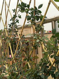 Outdoor Expandable Bamboo Fence Trellis for Climbing Plants Roses Garden Balcony Support