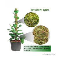 Moss Pole Plant Support for Climbing Plants - Coir or Moss Fiber