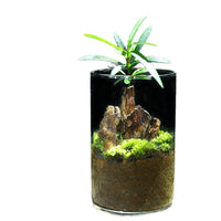 Miniature Pine Mountain Terrarium Kit with Moss Plants and Glass Vase for DIY Desktop Decor