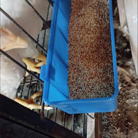 Wall-Mounted Poultry Feeder and Waterer Set for Chickens and Pigeons