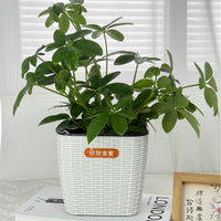 Self-Watering Square Rattan-Style Planter for Indoor & Outdoor Plants