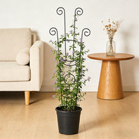 Heart-Shaped Iron Plant Climbing Trellis for Potted Plants