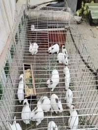 Galvanized Welded Wire Mesh for Animal Cages - Chicken, Rabbit, Pigeon Coops