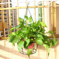 Wall-Mounted Iron Hanging Planter Basket for Balcony Garden