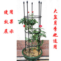 European Style Rose Climbing Trellis for Potted Plants and Garden Vines