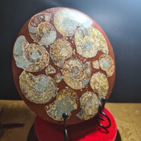 Madagascar Natural Ammonite Fossil Disc, Polished Nautilus Specimen for Display