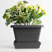 Universal Plastic Square Bulb Planter for Hyacinths, Lilies, and Oxalis