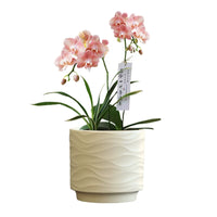 Nordic Minimalist Ceramic Planter Pot with Tray for Orchids Succulents Green Plants