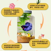 Creative Ecosystem Bottle Micro Landscape Betta Fish Tank, Self-Cleaning Desktop DIY Aquarium