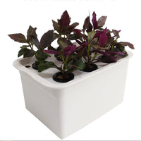 Hydroponic Growing System for Home Balcony Vegetable Cultivation