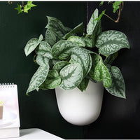 Oulinze Self-Watering Corner Wall-Mounted Planter for Indoor Plants