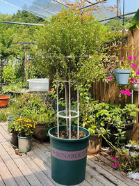 Garden Plant Support Trellis for Climbing Roses and Vines, Umbrella-shaped Metal Flower Stand