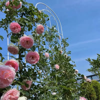 Outdoor Wrought Iron Garden Trellis for Climbing Plants, Roses, Clematis, and Ivy - Plant Support Stake