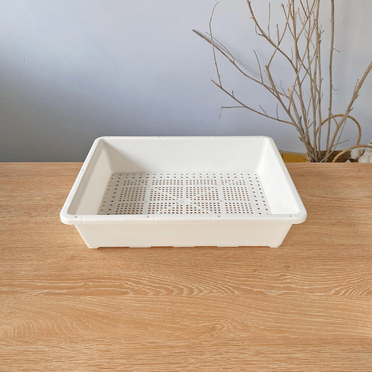 20-Cell Seedling Tray with Drainage for Succulents and Plants