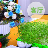 Hydroponic Seed Sprouting Tray with Lid for Home Gardening