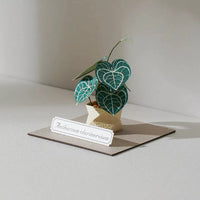 Jeancard 3D Laser Cut Paper Model Kit - Mini Anthurium Plant
