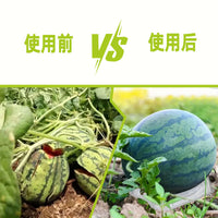 Watermelon Support Cradles for Fruit and Vegetable Growth, Transparent Plastic Trays Prevent Rot