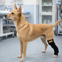Dog Rear Leg Brace for Injury Recovery and Joint Protection, Breathable Pet Hock and Knee Support