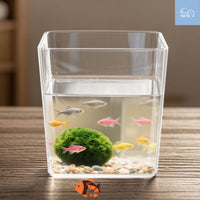 Mini Desktop Clear Fish Tank for Office Living Room, Small Ecological Aquarium