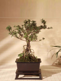 Resin Imitation Zisha Ceramic Succulent Planter Pot for Home Bonsai