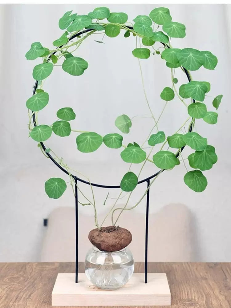 Iron Art Hydroponic Plant Climbing Trellis with Wooden Base, Round/Spiral Desktop Support for Potted Plants