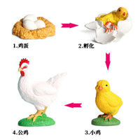 Animal Life Cycle Figurines Educational Toy Set for Kids