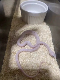 Ceramic Reptile Water Bowl / Food Dish for Leopard Gecko, Lizard, Bearded Dragon, Spider, Snake
