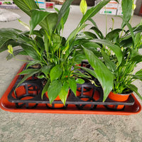 Orchid Pot Tray with Drip Tray, Rectangular Large Seedling Tray for Planters