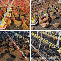 Automatic Poultry Drinking and Feeding Line System for Chickens, Ducks, and Geese