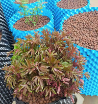 Thickened Blue Root Control Board Tree Surround for Landscaping and Cultivation, Breathable Tree Root Barrier