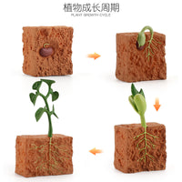 Life Cycle Figurines Montessori Educational Toys for Kids