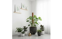 Sturdy PVC Core Coconut Fiber Pole Extendable Design Coir Pole Decay Resistant Coconut Fiber Stake Promotes Healthy Growth for Indoor, Balcony
