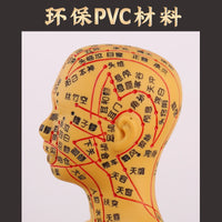 Acupuncture Point Human Body Model with Meridians for Teaching