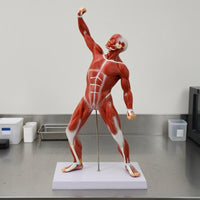 Tendon-Style Detailing Full-Body Muscle Model 50 Cm Human Muscle Anatomy Model Rectangular Base Teaching Aid Vertical Support Rod for Classroom