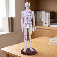 Acupoint Training Figure Model with Base Annotated Acupoint Training Figure Mannequin with Base Standing Meridian Teaching Mannequin for Students