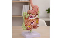 Large Intestine Model with Stomach Structural Digestive System Model with Colon Teaching for Doctors