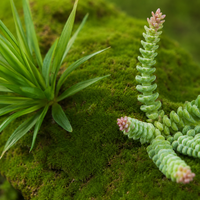 artificial moss mat