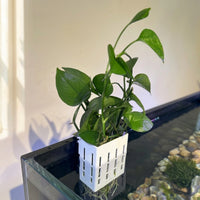 Wall-Mounted Aquatic Plant Basket Aesthetic Decoration Fish Tank Plant Holder Sturdy and Hanging Aquarium Planter