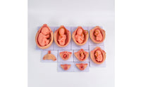 10 Pieces Fetal Development Process Model Structural Fetal Development Model Realistic for Teachers