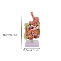 Large Intestine Model with Stomach Structural Digestive System Model with Colon Teaching for Doctors